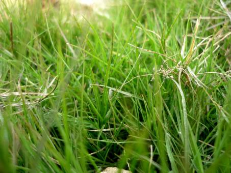Free Stock Photo of Green Grass