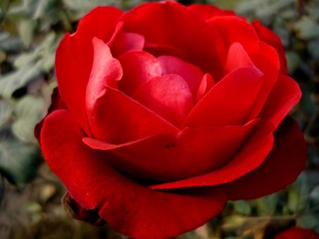 Free Stock Photo of Red rose