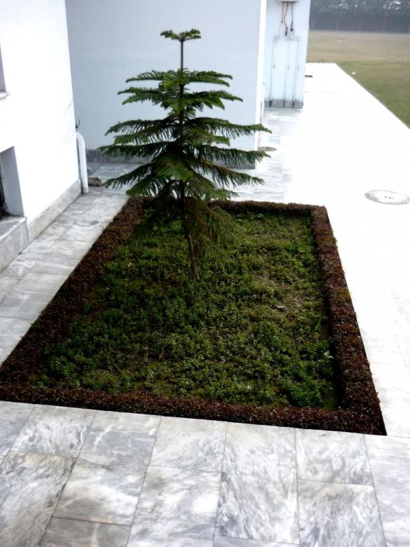 Free stock image of Small tree created by Ali Haider