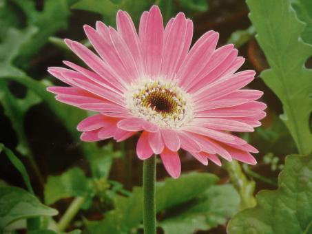 Free Stock Photo of Pink Single Flower