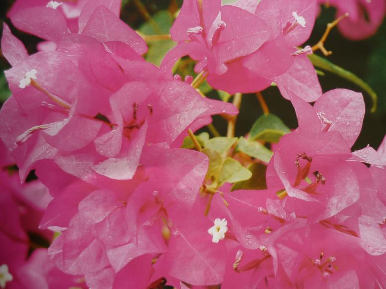 Free stock image of Pink Flowers created by Ali Haider