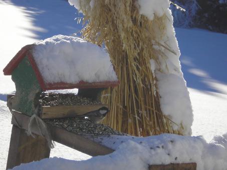 Winter birdhouse - Free Stock Photo