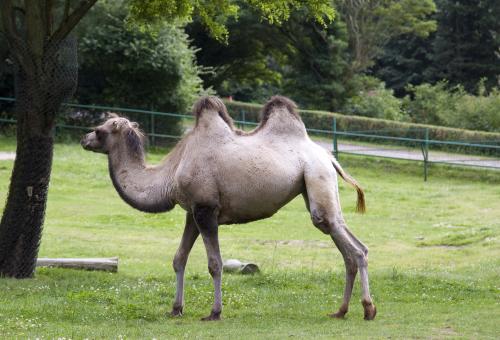 Camel - Free Stock Photo