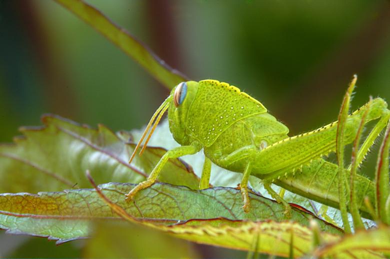 Free stock image of Grasshopper (cavalletta) created by Marco Galimberti