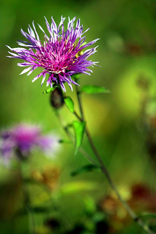 Free stock image of Country flower created by Marco Galimberti