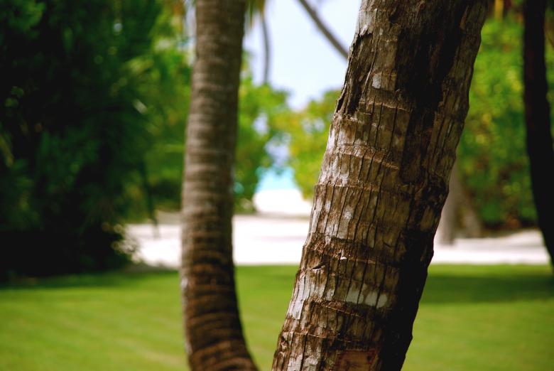 Free stock image of Bark created by Charlie  Atkinson