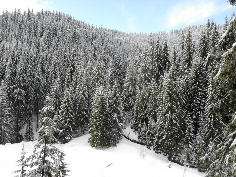Free stock image of Winter Wonderland in Central Rhodopes created by Yuliy Ganev