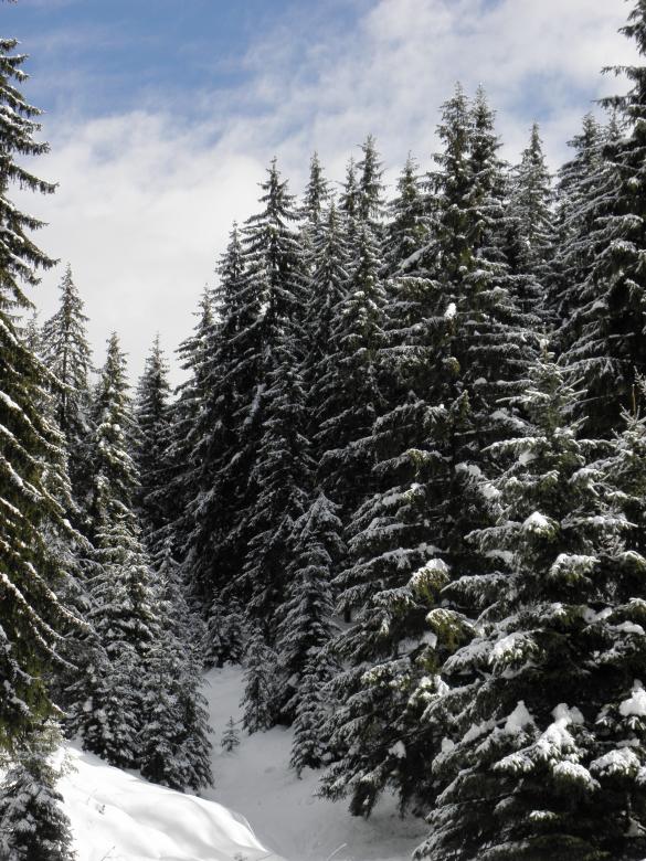 Free stock image of Winter Wonderland in Central Rhodopes created by Yuliy Ganev