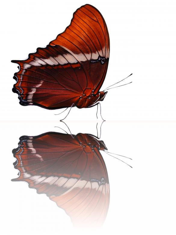 Free stock image of Butterfly created by Guillermo Ossa