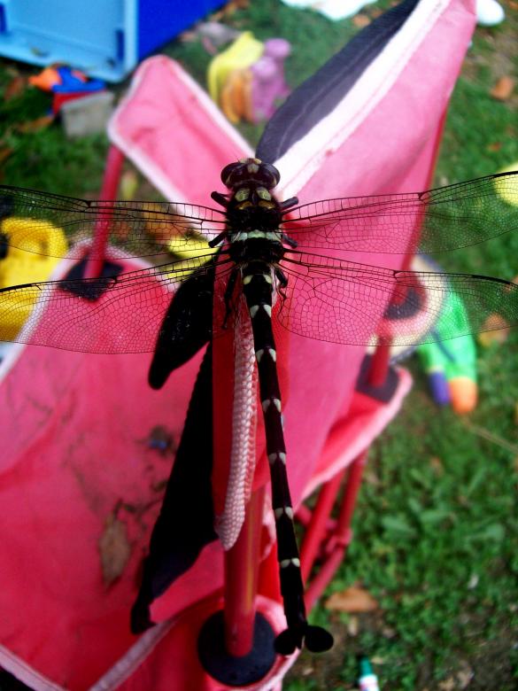 Free stock image of Dragonfly Closeup created by James Walton