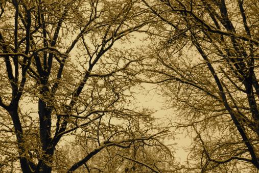 Free Stock Photo of Snow branches