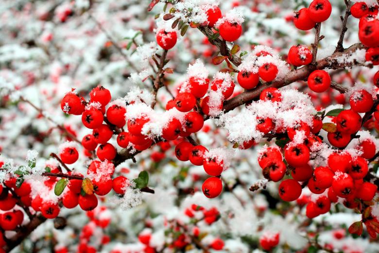 Free stock image of Snow and berries created by paul clifton