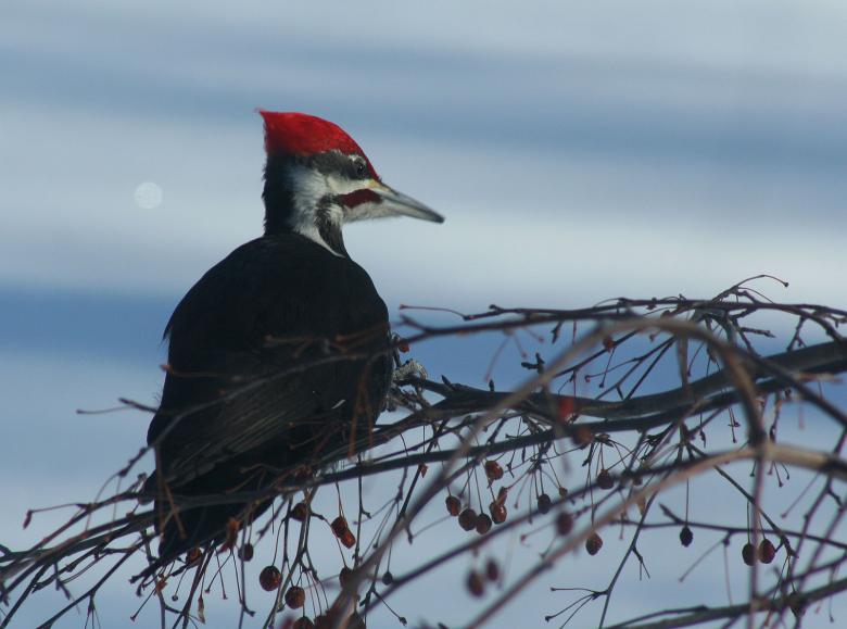 Free stock image of Pileated Woodpecker created by Donna Evans