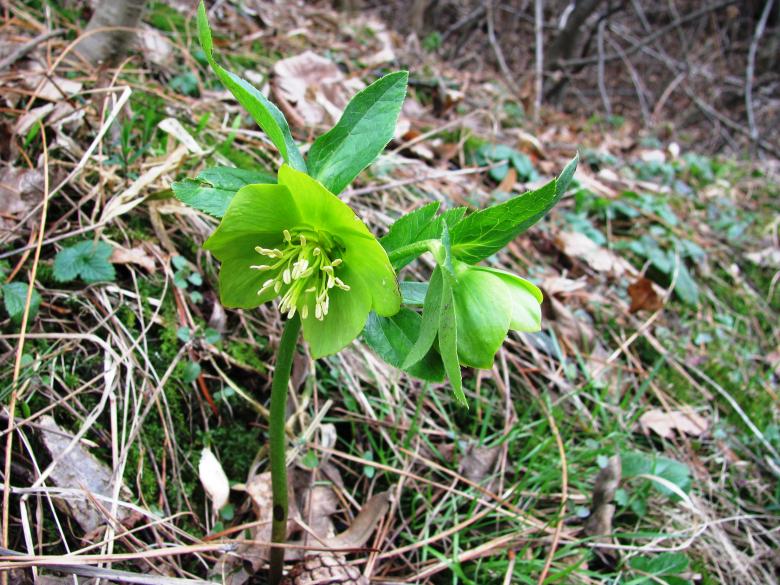 Free stock image of Helleborus odorus created by Yuliy Ganev