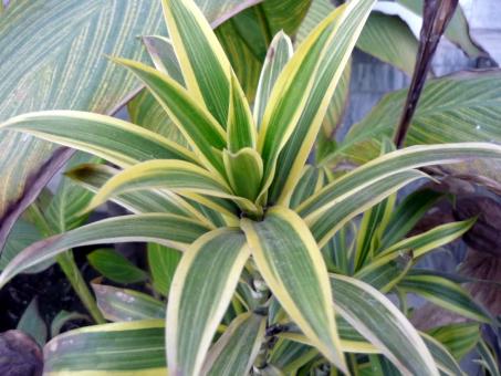 Green Leaves with Yellow outline - Free Stock Photo