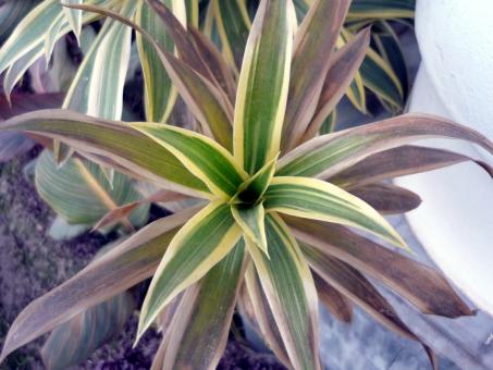 Free Stock Photo of Green Leaves with Yellow outline