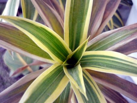 Free Stock Photo of Green Leaves with Yellow outline