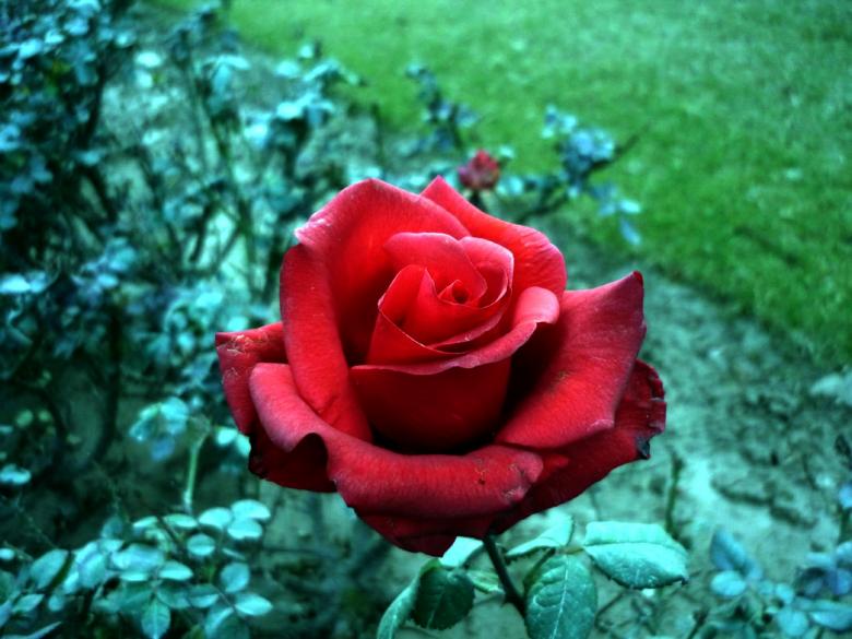 Free stock image of Red Rose created by Bilal Aslam