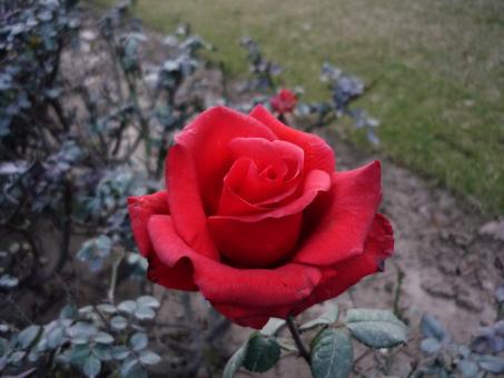Free Stock Photo of Red Rose