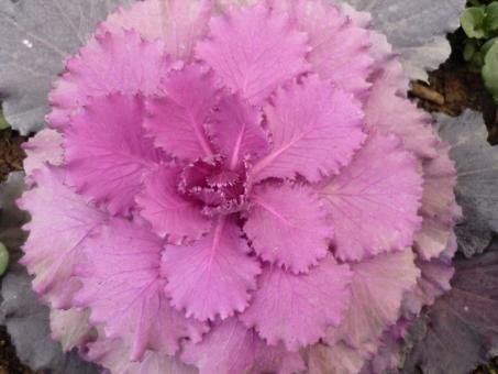 Pink Flower - Free Stock Photo