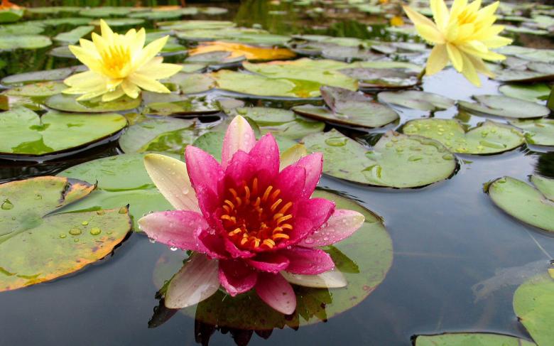 Free stock image of Waterlilies in Spring created by wisnu wardono