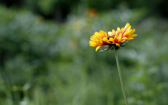 Spring season flower - Free Stock Photo