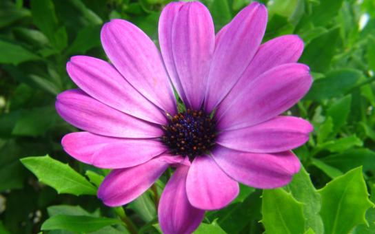 Pink Flower in Spring Season - Free Stock Photo