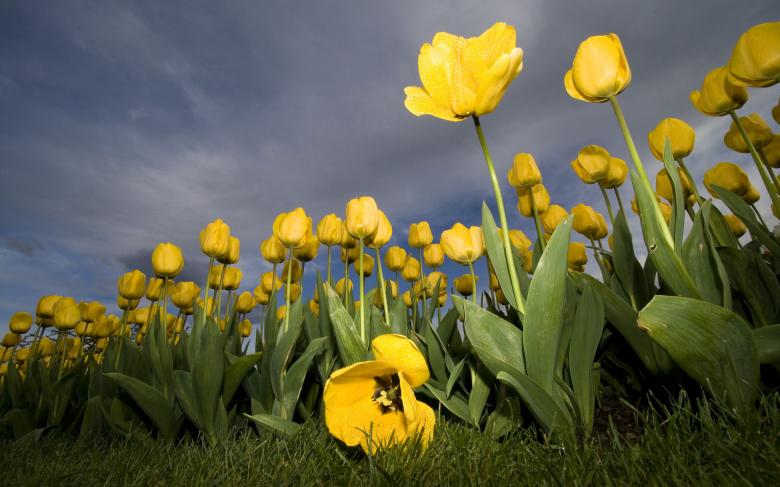Free stock image of Yellow Flowers in Spring created by wisnu wardono