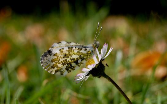 Free Stock Photo of Butterfly in Spring Season