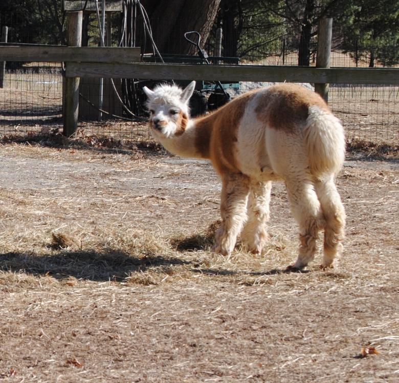 Free stock image of Alpaca Stare created by Bill Carlson