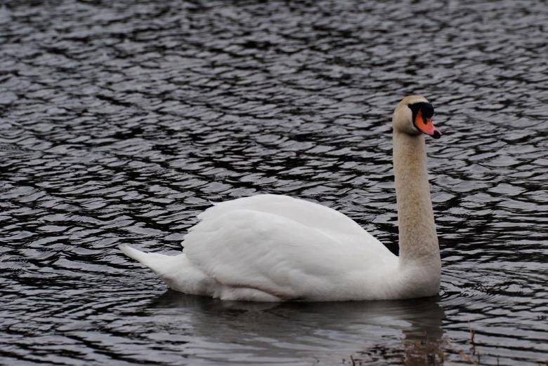 Free stock image of Mute Swan created by Bill Carlson