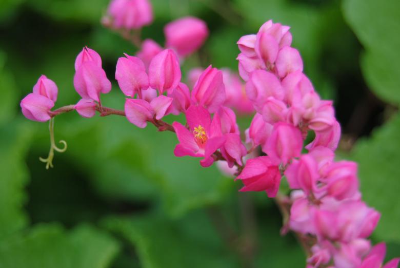 Free stock image of Namibian blossoms created by Beverly Jandrell-Uren