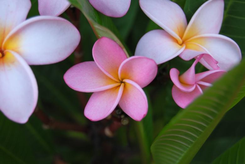 Free stock image of Namibian blossoms created by Beverly Jandrell-Uren