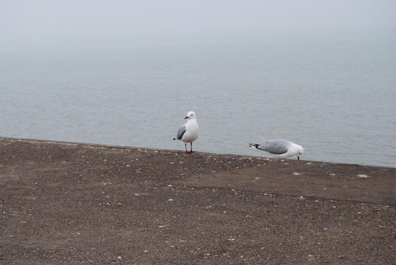 Free stock image of Seagulls created by Beverly Jandrell-Uren