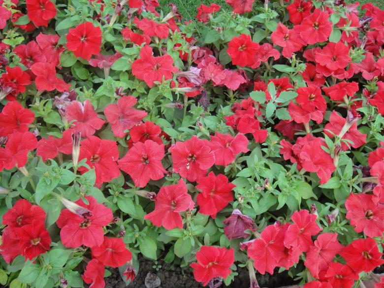 Free stock image of Red Flowers created by Ali Haider