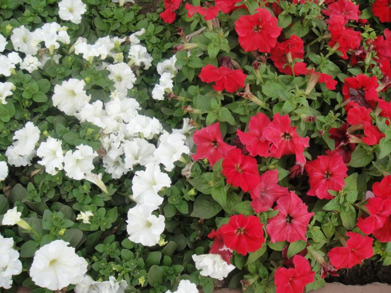 Free stock image of White and Red Flowers created by Ali Haider