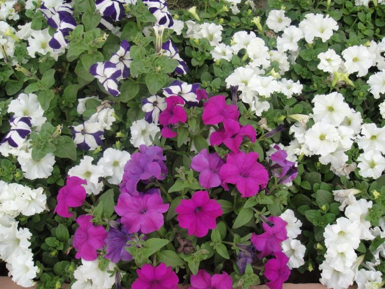 Free stock image of White and Purple Flowers created by Ali Haider