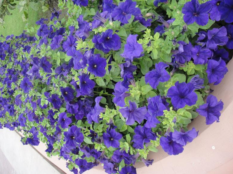 Free stock image of Purple Flowers created by Ali Haider