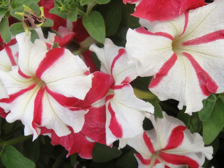 Free stock image of White and Red Flowers created by Ali Haider