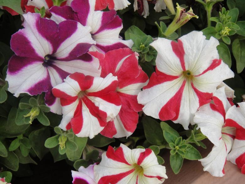 Free stock image of Red and White Flowers created by Ali Haider