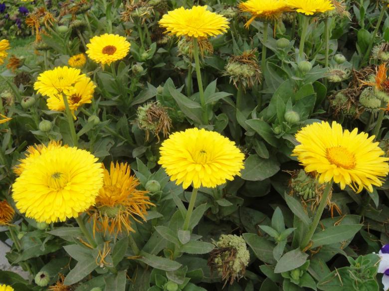 Free stock image of Sun Flowers created by Ali Haider