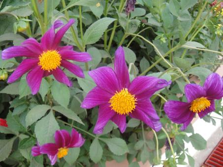 Purple Flowers - Free Stock Photo