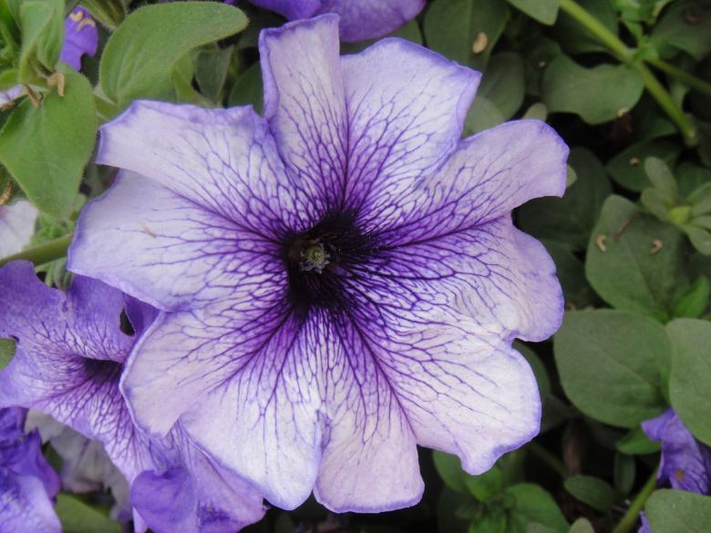 Free stock image of Purple Flowers created by Ali Haider