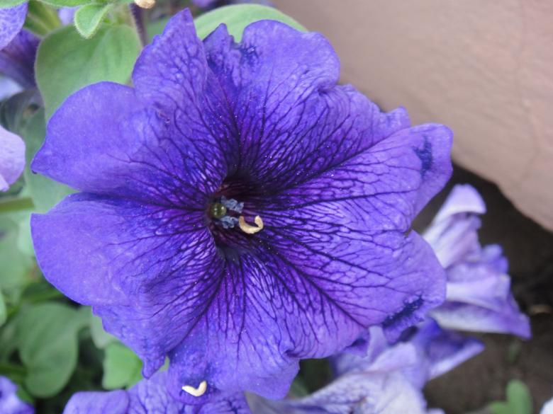 Free stock image of Blue Flower created by Ali Haider