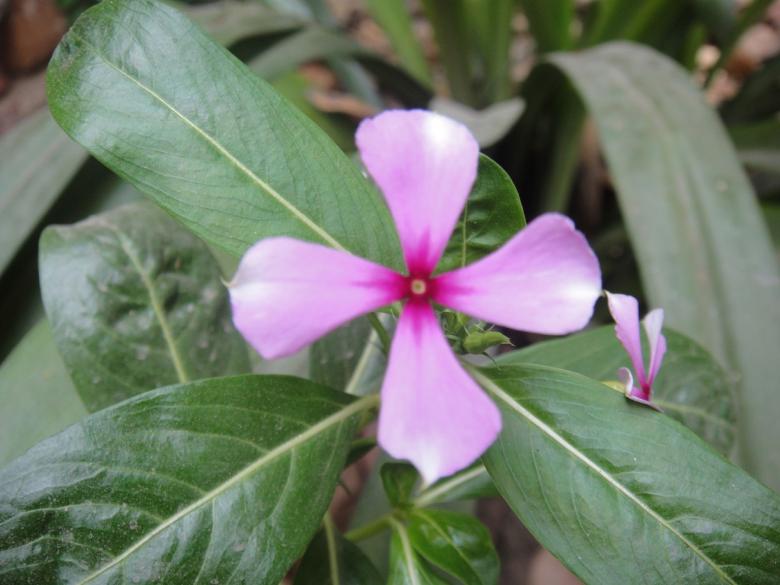 Free stock image of Purple Flower created by Ali Haider