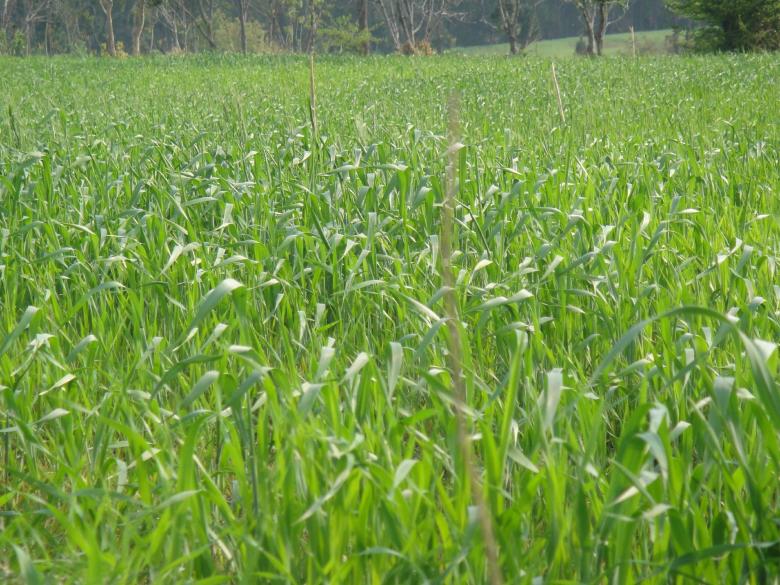 Free stock image of Green Grass created by Ali Haider