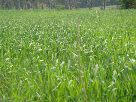 Free Stock Photo of Green Grass