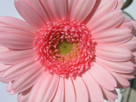 Marguerite - Free Stock Photo