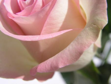 Naturally rose - Free Stock Photo
