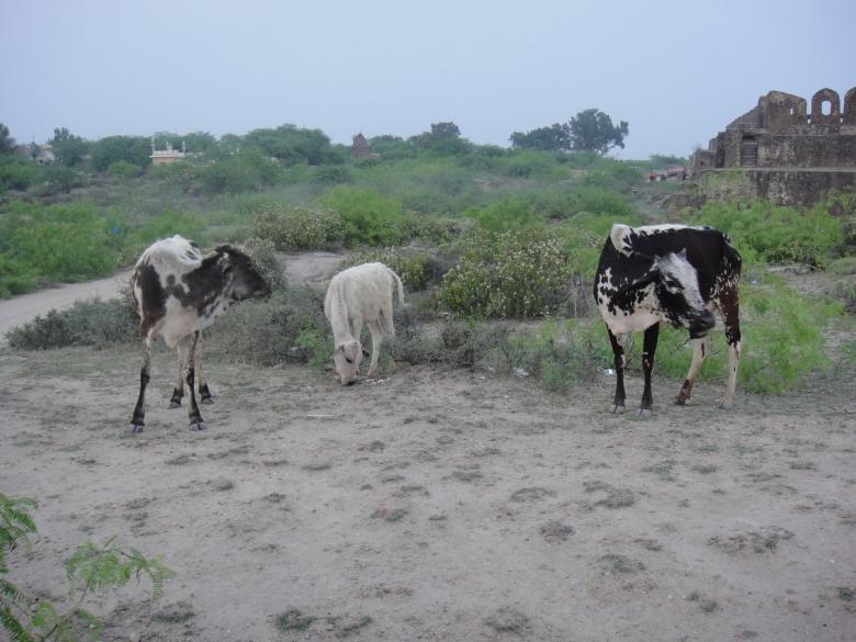 Free stock image of Three Cows created by Ali Haider